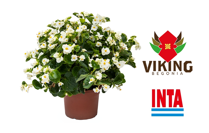 Vigorous, Interspecific Hybrid Begonia 'Viking® White on Green' now available overseas