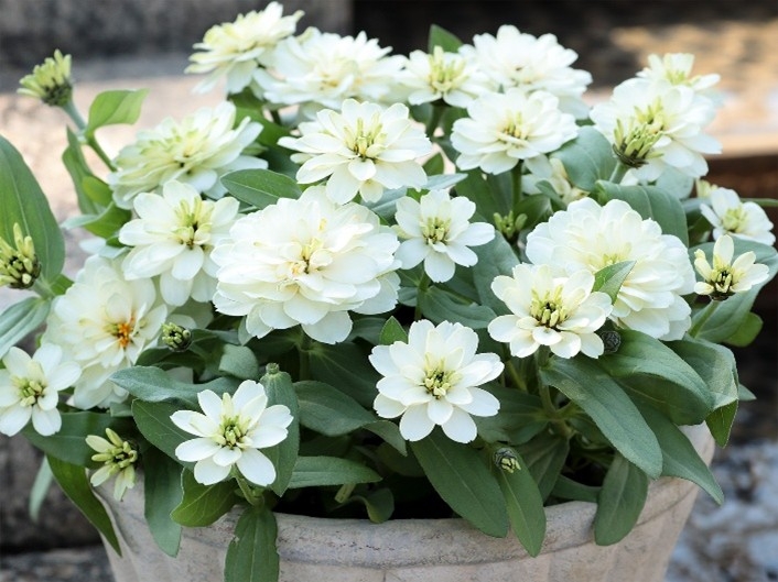Sakata Korea’s Zinnia ‘Profusion Double White Imp’ Wins the 2027 Gold Medal ...