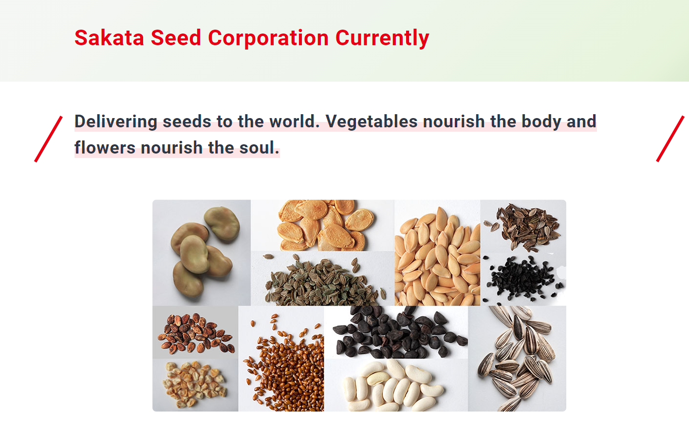 Sakata Seed Corporation Currently