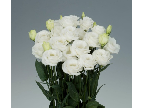 “Rosita 3 Pure White” won the Top Award at the International Horticultural Ex...