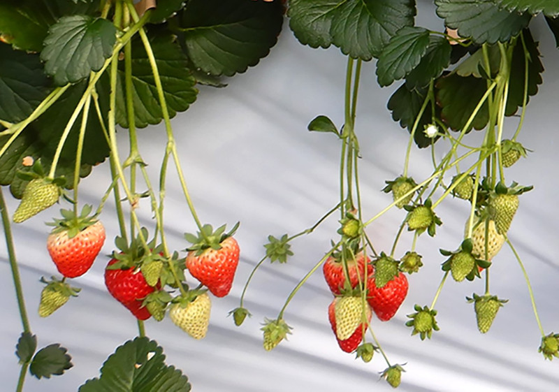 Sakata Seed Corporation makes full-scale entry into F1 seed strawberry business 