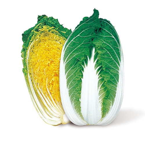 사카타코리아 11월의 추천 품종  배추 '노랑쌈', 당근 '베타지니'