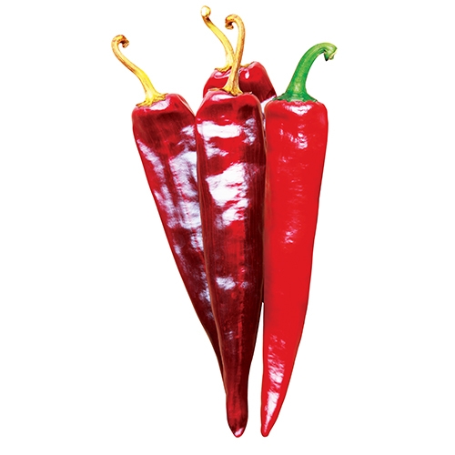 사카타코리아 12월 추천 품종 고추 '칼타이탄', '남도풋'