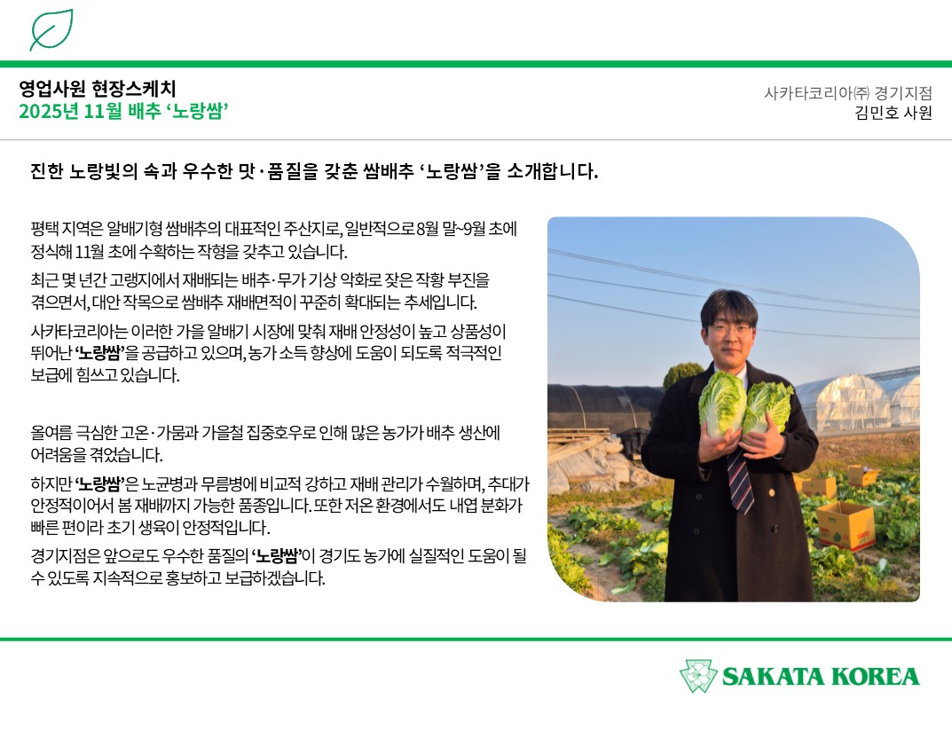 진한 노랑빛의 속과 우수한 맛·품질을 갖춘 쌈배추 '노랑쌈'을 소개합니다. 