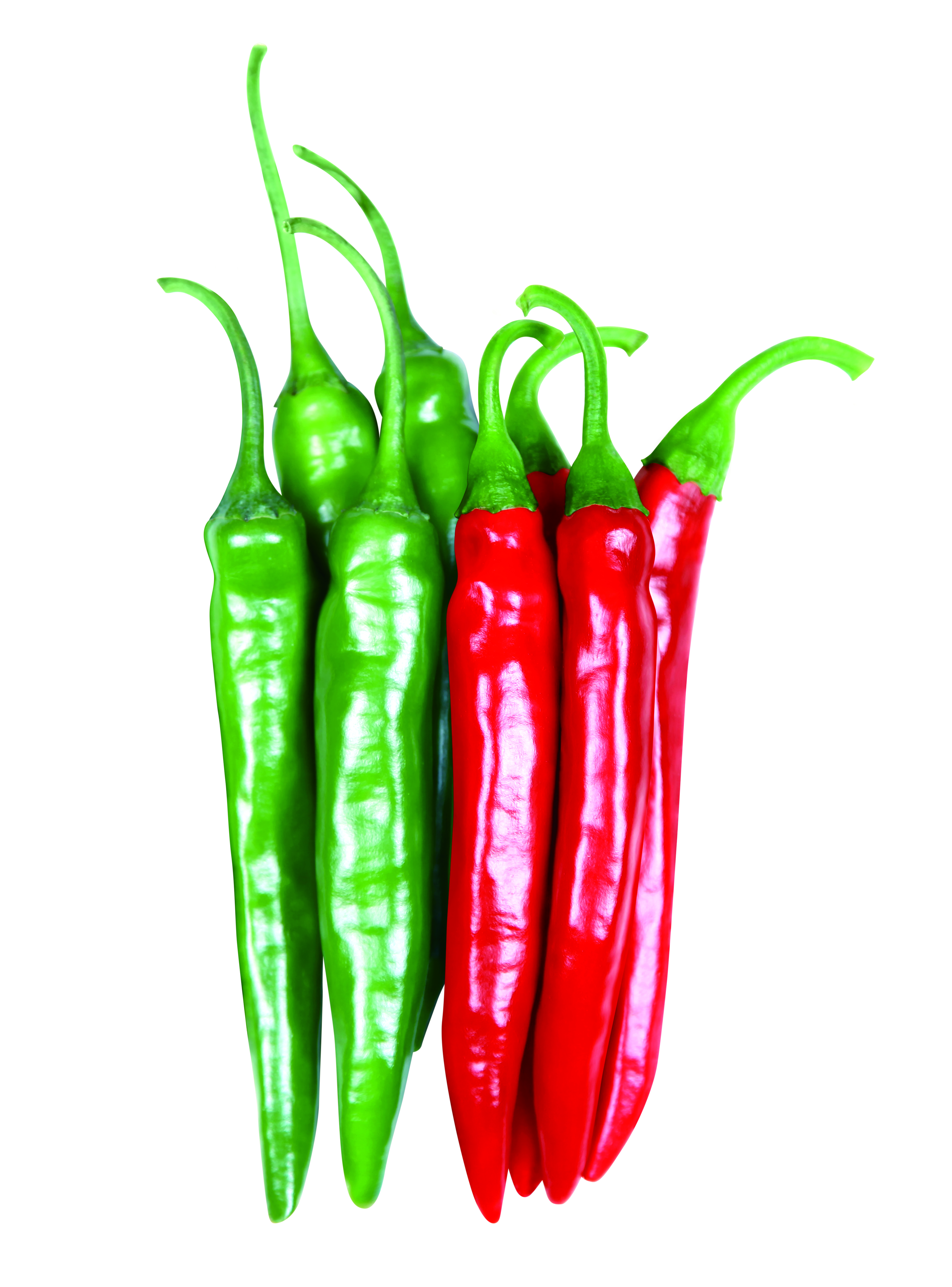 사카타코리아 고추씨앗종자  남도풋