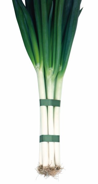 사카타코리아  2026년 2월 추천 품종 대파 '미라클', 배추 '춘광'