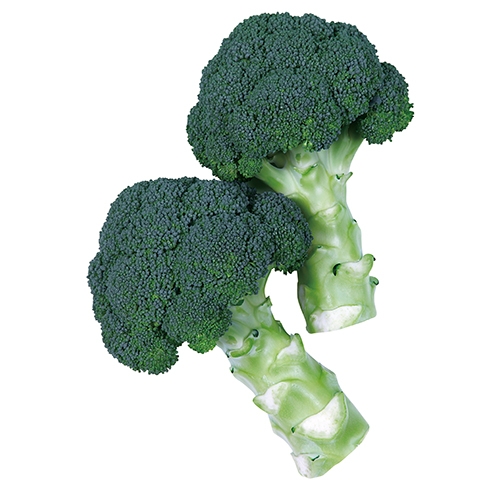 사카타코리아 브로콜리씨앗종자 히어로