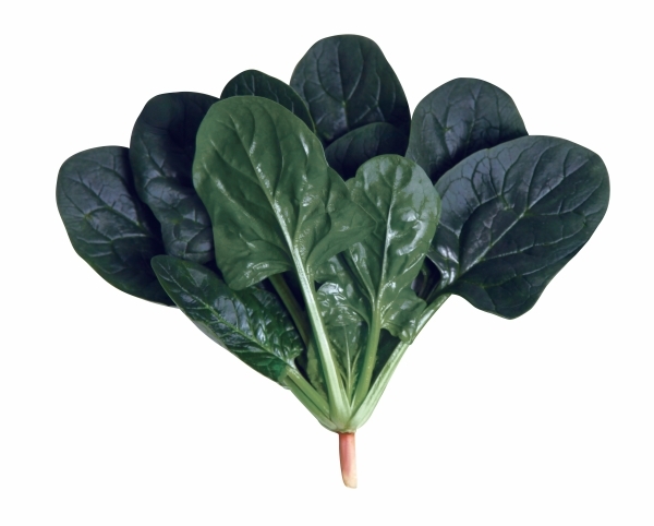 사카타코리아 시금치씨앗종자 파라나