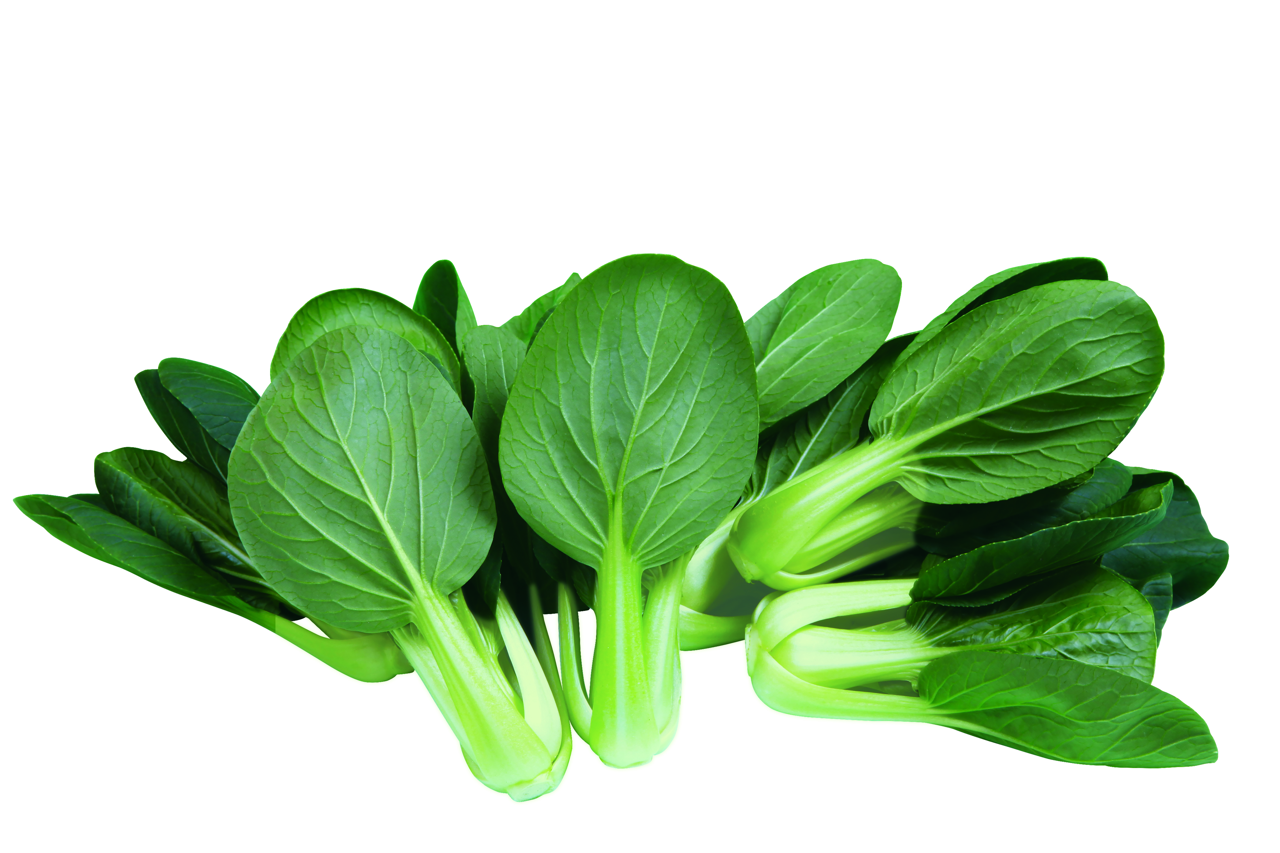 사카타코리아 청경채씨앗종자 마이티