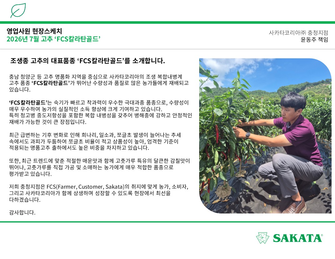 조생종 고추의 대표품종 'FCS칼라탄골드'를 소개합니다!
